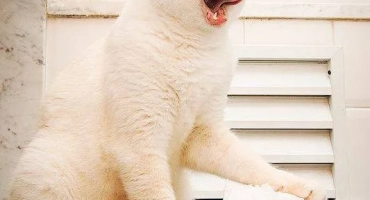 Cat diarrhea: как да лекуваме у дома